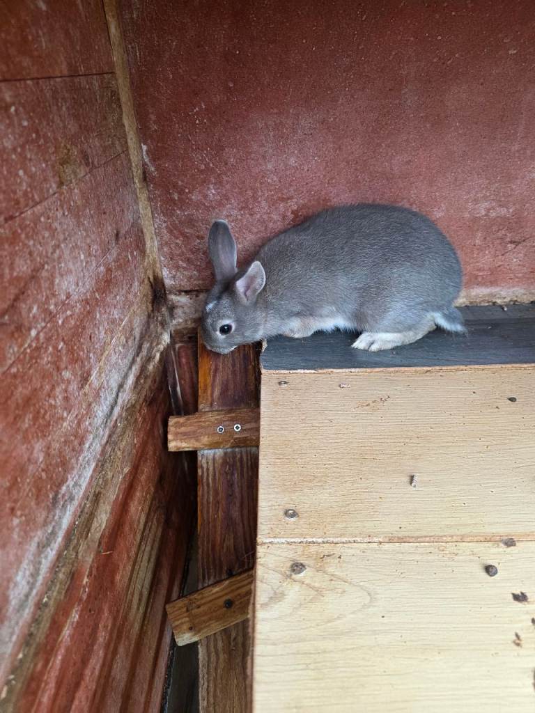 Outdoor rabbits 