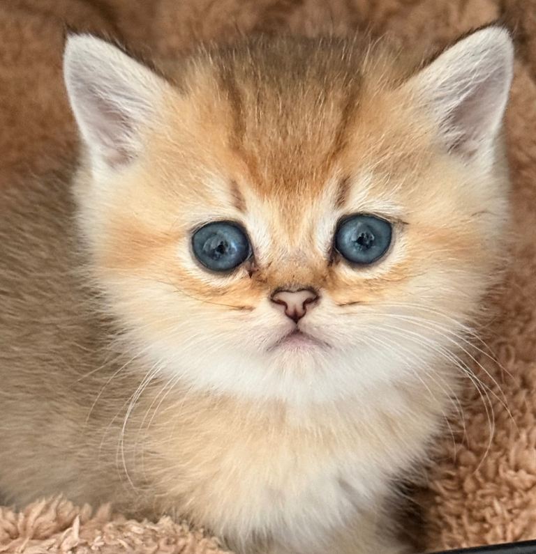Gold chinchilla kittens ready to reserve 