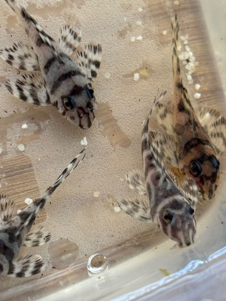 L236RB AA grade pleco