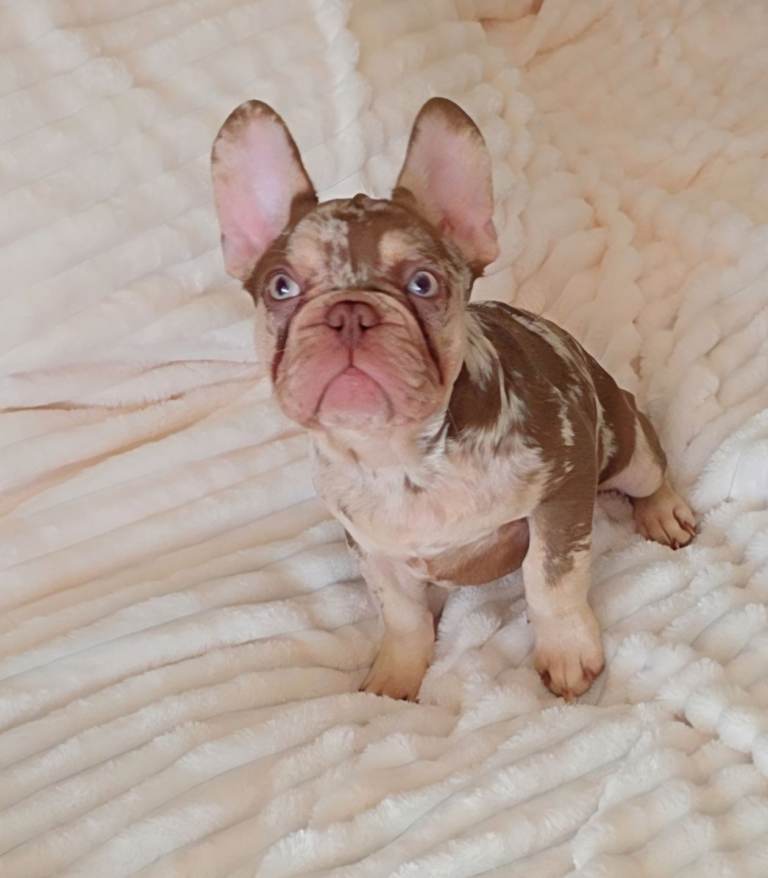 💯 Only 1 boy left, Velvet Coat French Bulldog Pups left 💯