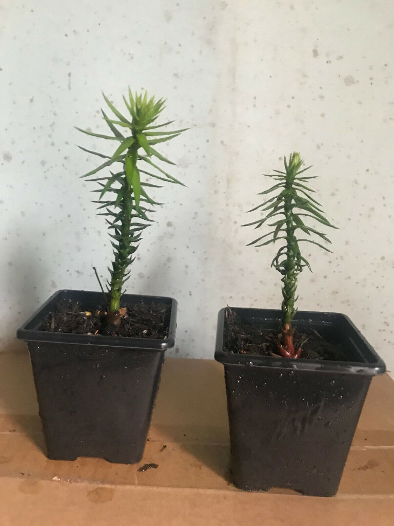 image for 2 Monkey Puzzle Seedlings in pots - 10cm tall