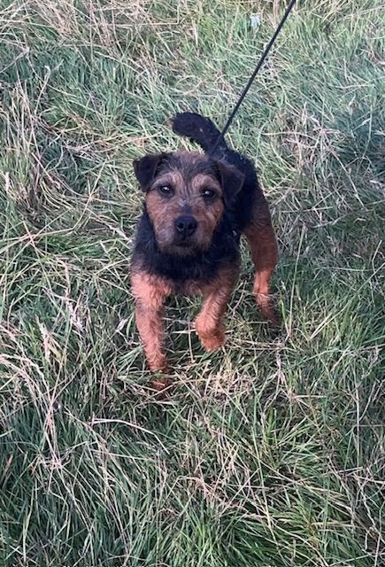 Lakeland terrier 