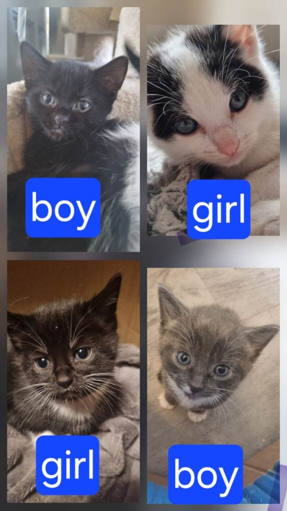 Kittens ready now