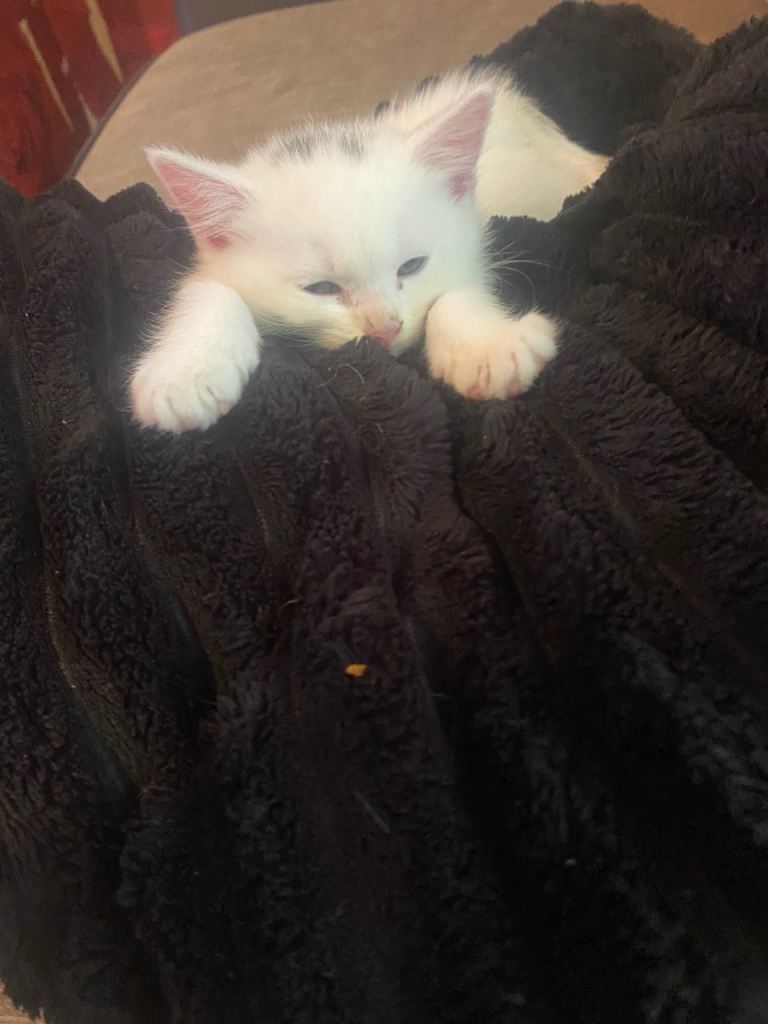 4 Turkish van kittens