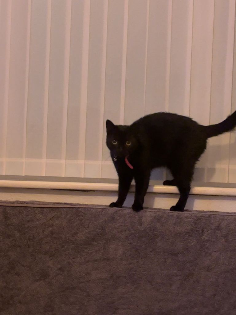 Beautiful Black Cat Looking for a New Home