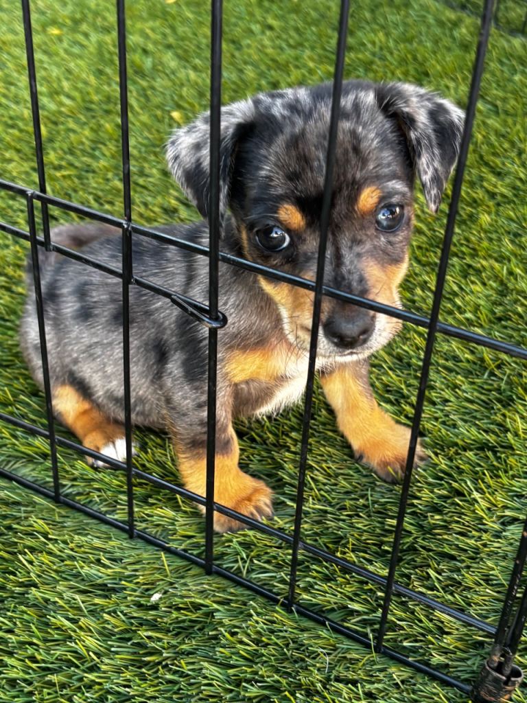 Jack Russell puppies for sale 