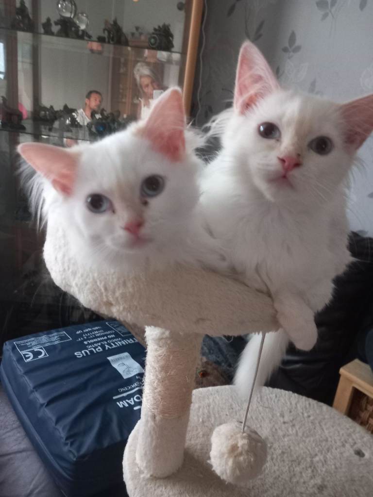 Ragdoll kitten pair (flame point)