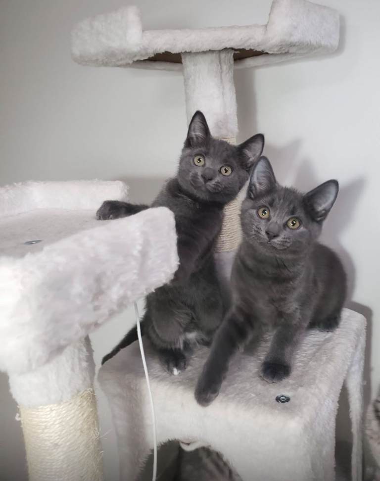 SOLID BLUE/GREY X BSH KITTENS BOYS 