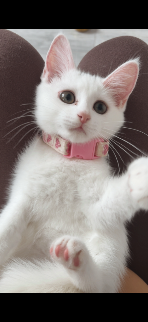 Russian white kitten. 