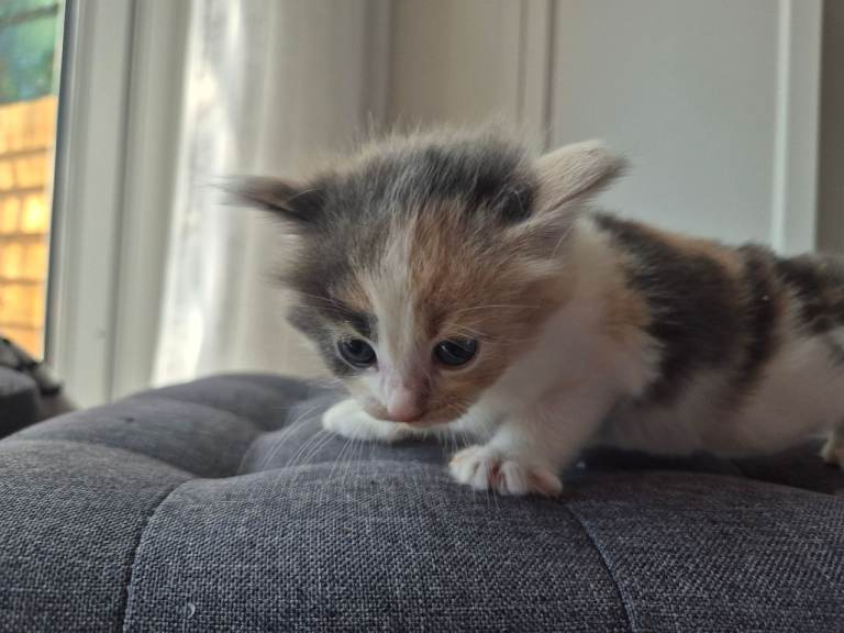 Kittens cat boys girls 