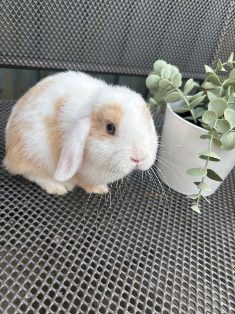2 baby rabbits