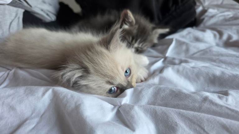 Ragdoll and Maine Coon mix kitten ready for new homes