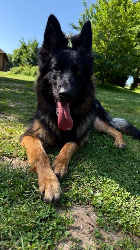 German shepherd girl