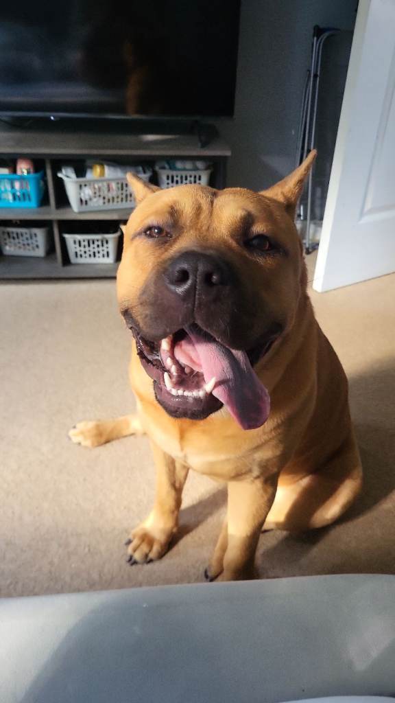 Staffordshire Bull Terrier