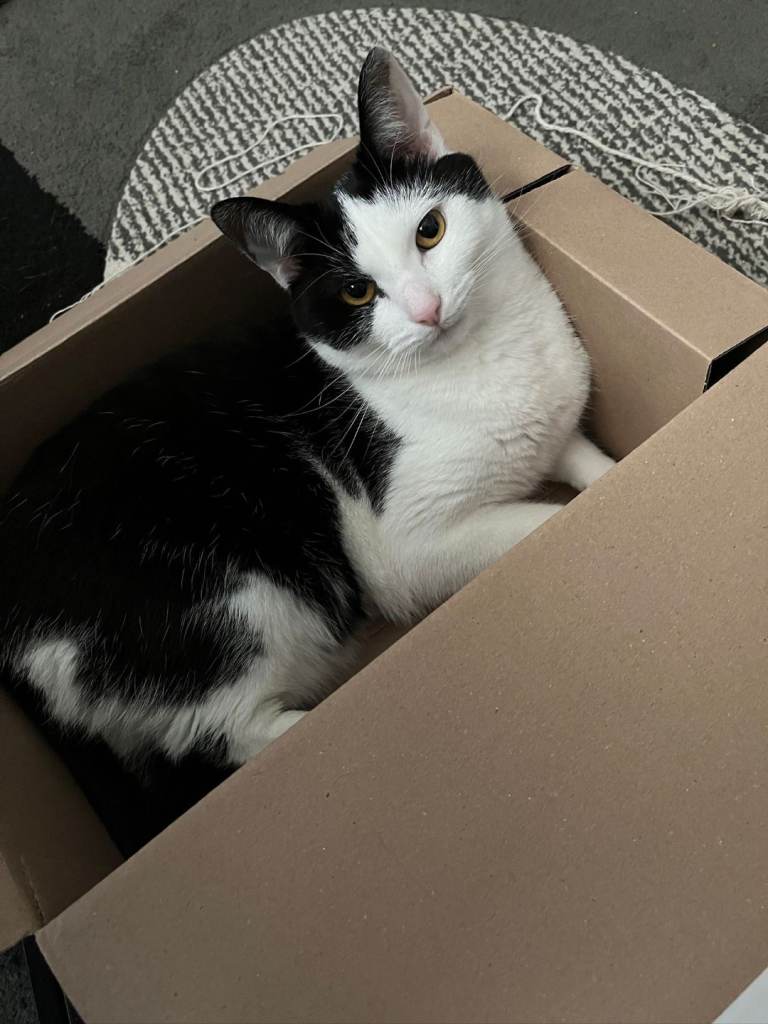 Short Haired Tuxedo 3 year old indoor cat
