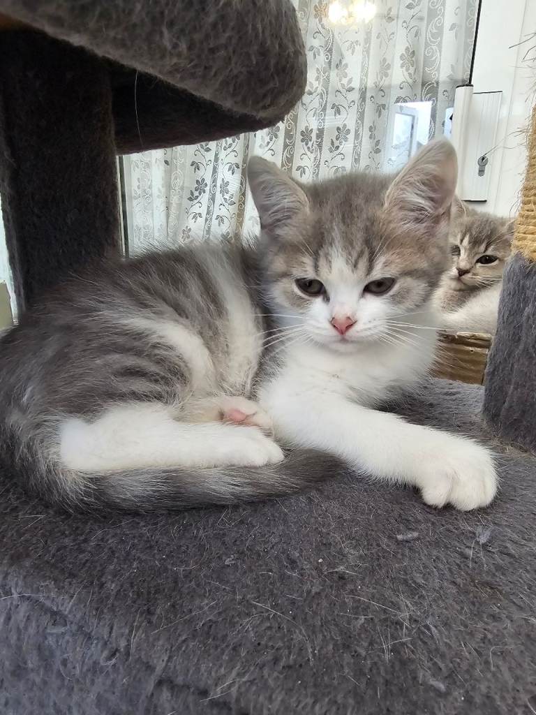 Adorable Kittens 