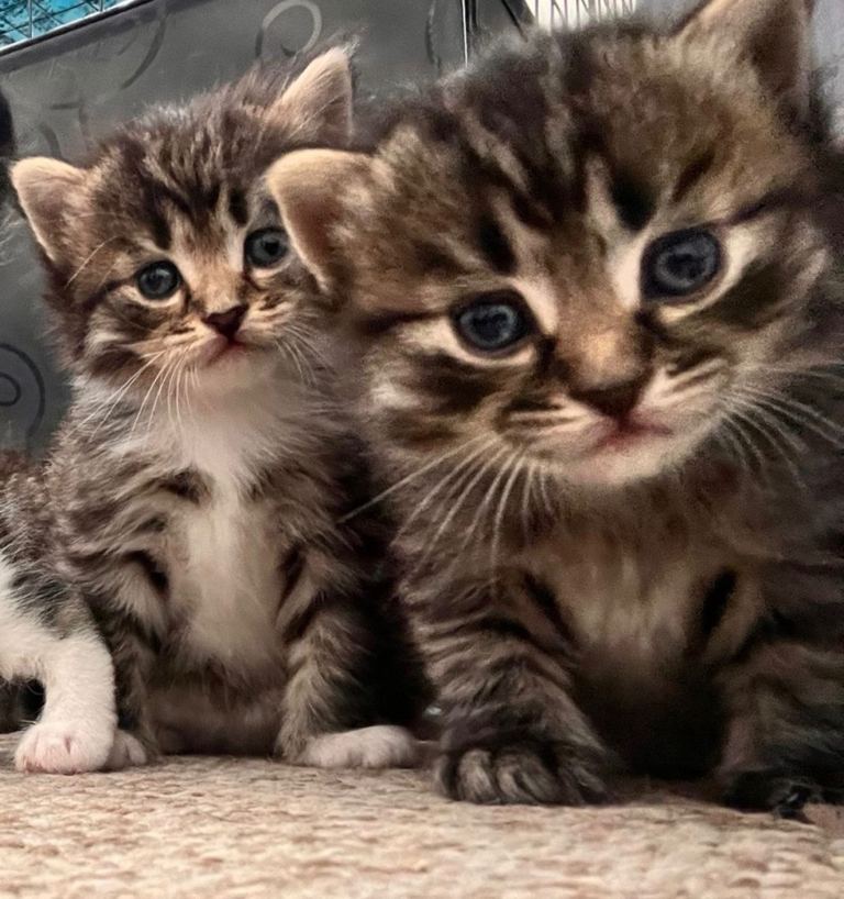 Ragdoll x Maine Coon kittens 