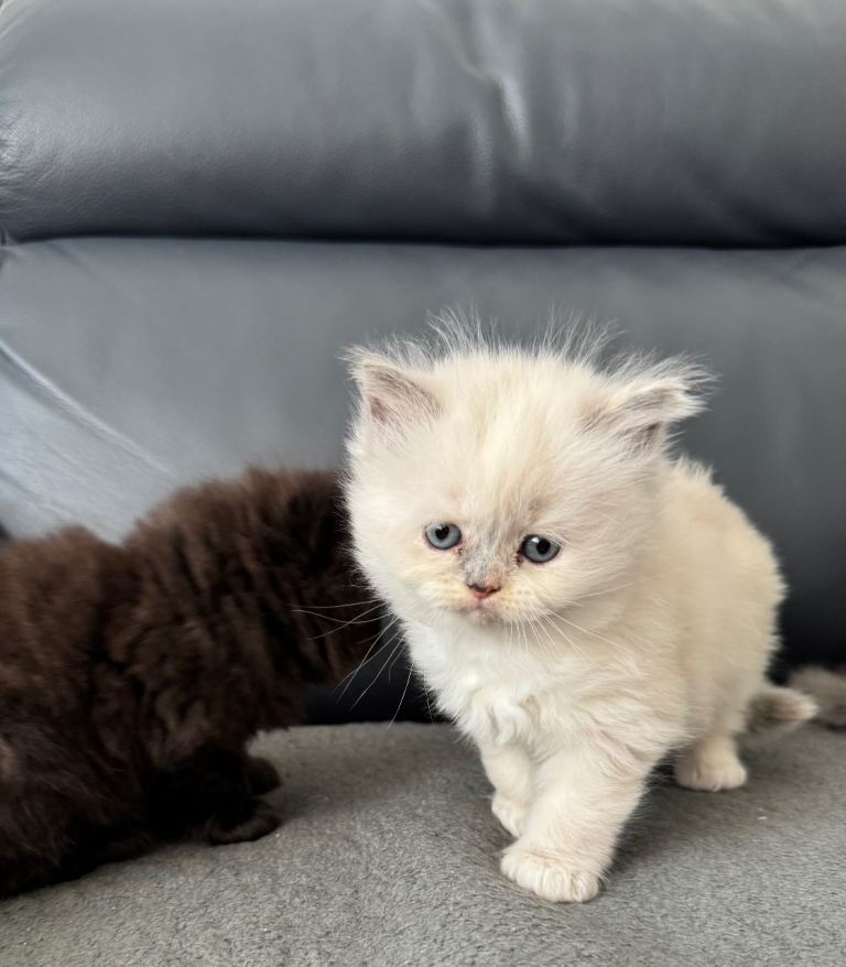 Persian Maine Coone Kittens 6 Weeks Old