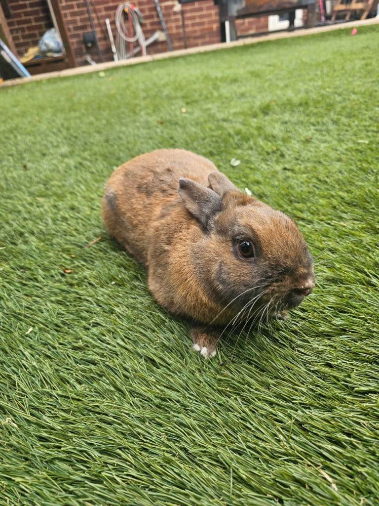 “ Beautiful Male Rabbits Looking for a New Home 🐰”