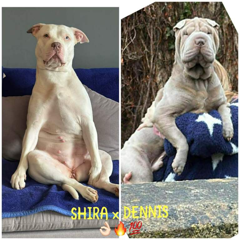 AMERICAN-BULLDOG x SHAR-PEI