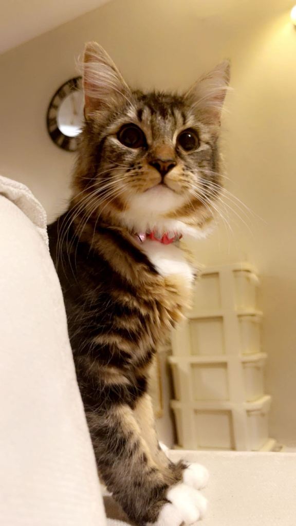 Beautiful princess Meela cat 