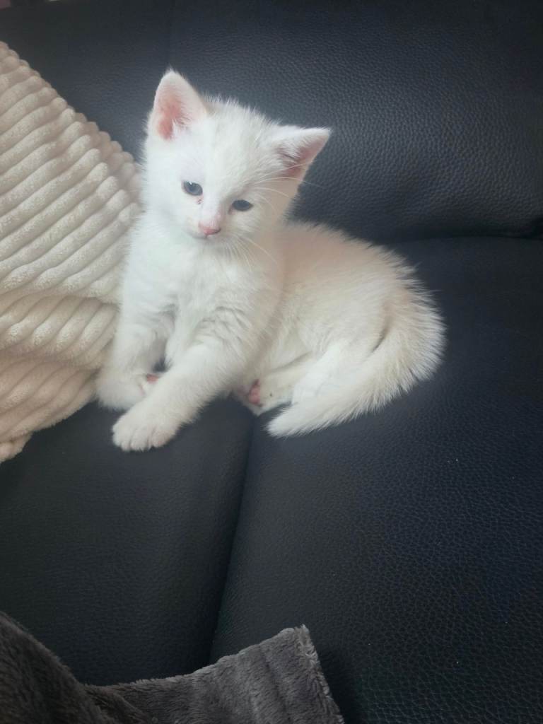 Kittens