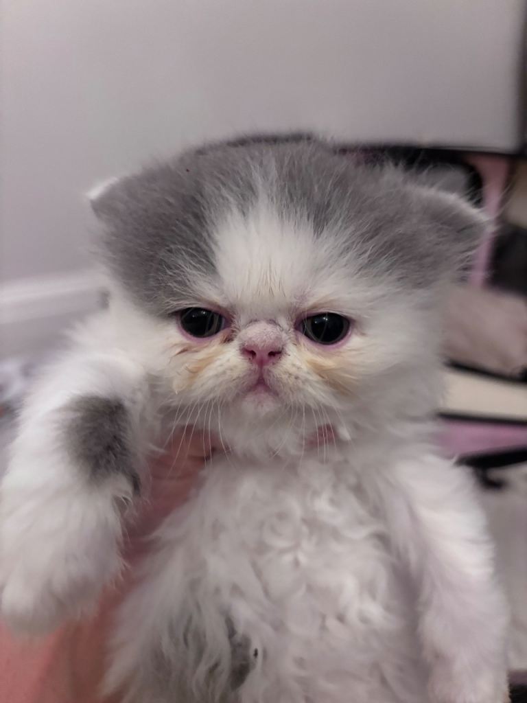 💖💖🐱💙💙 Persian kittens 💙💙🐱💖💖