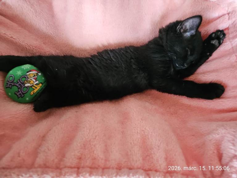 Black & Black/White Kittens – Ready for Loving Homes 🐾