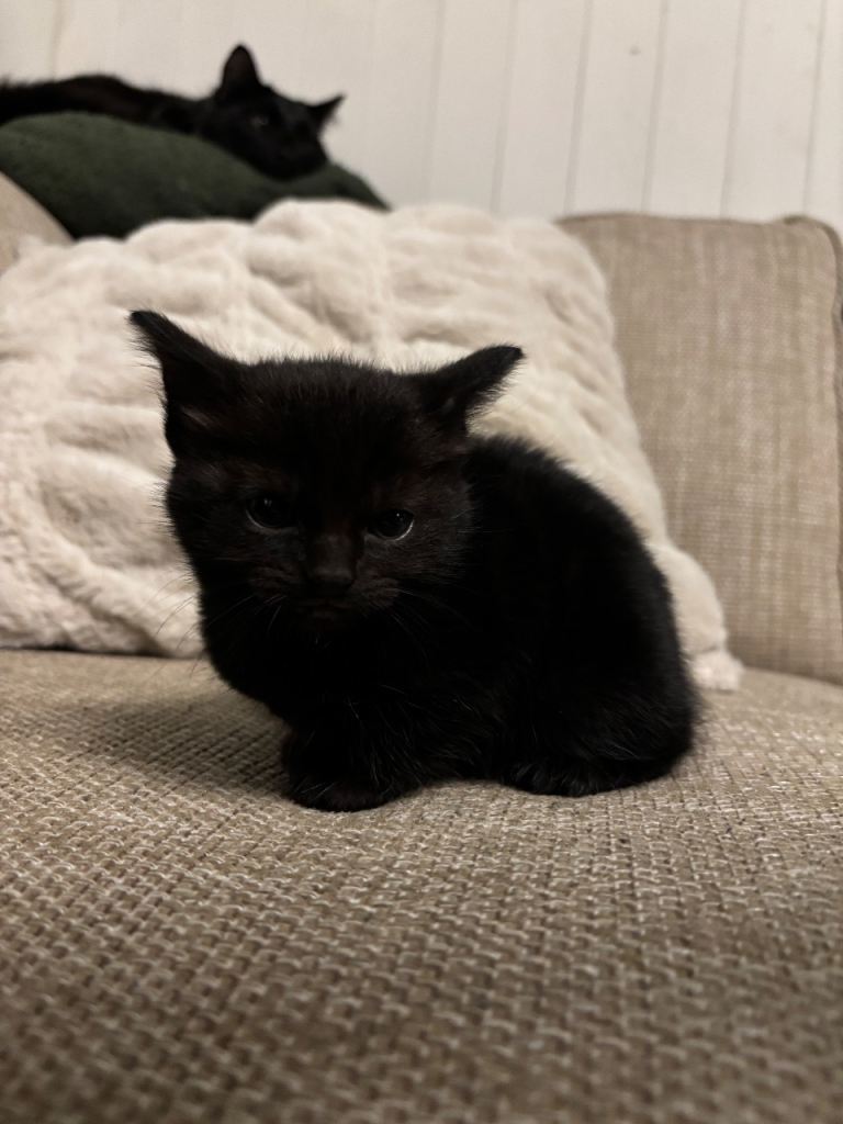 🐾 4 Kittens for Sale 🐾