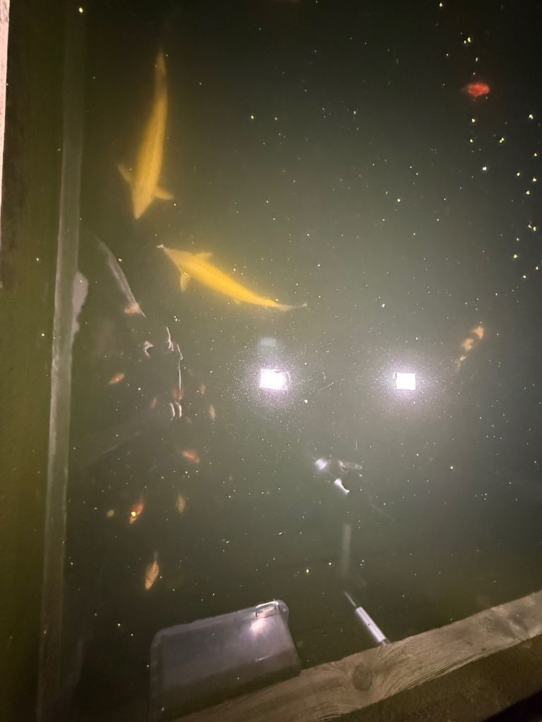 Large albino sterlet sturgeon