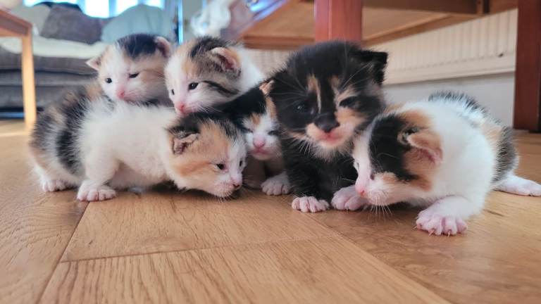 Beautiful Calico, Tortoiseshell, Ready for Loving Homes 🐈‍⬛❤️