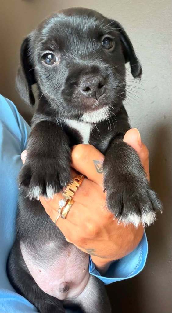 Patterjack terriers patterdale x jack russel 