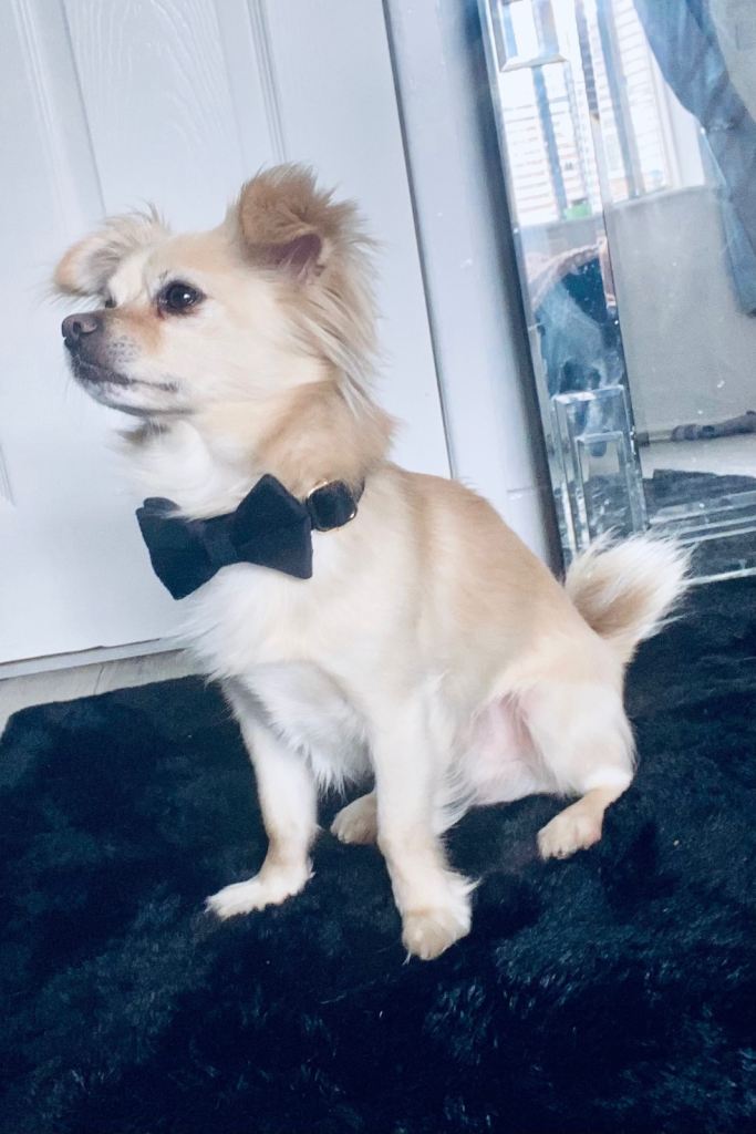 Ruudy Boy 🐾❤️