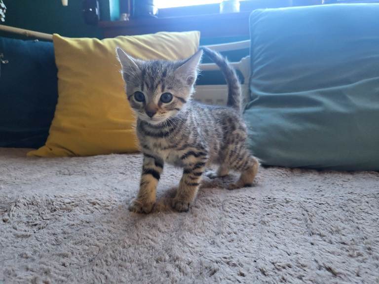 Beautiful kittens