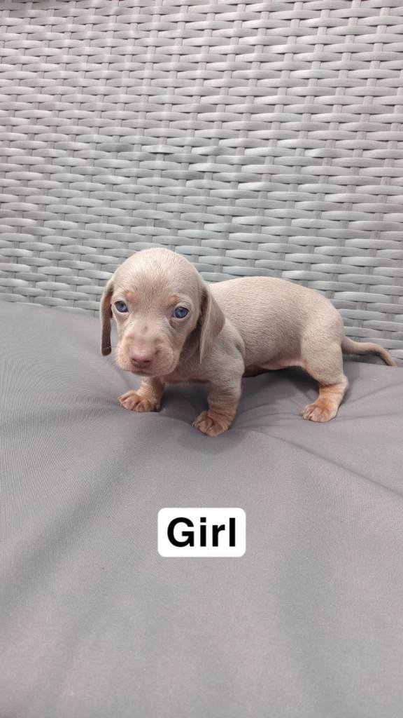 6 blue eyed micro dachunds. Price is negotiable 