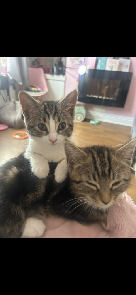 2 female kittens