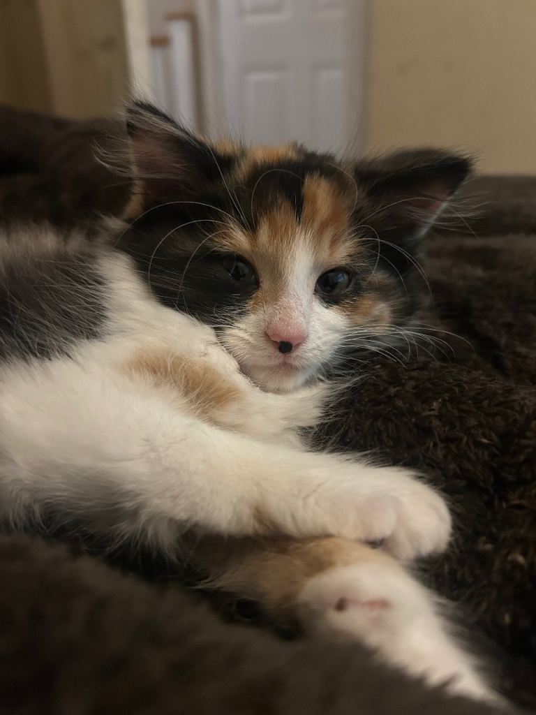 Fluffy female kitten 