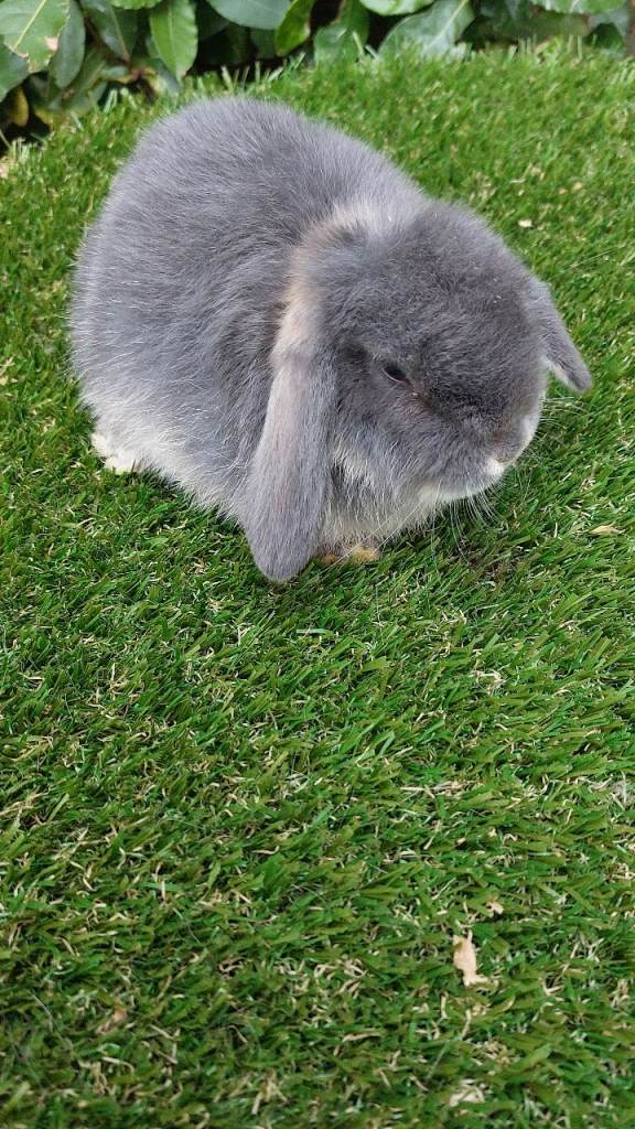 Mini-lop baby rabbits ready to leave now 