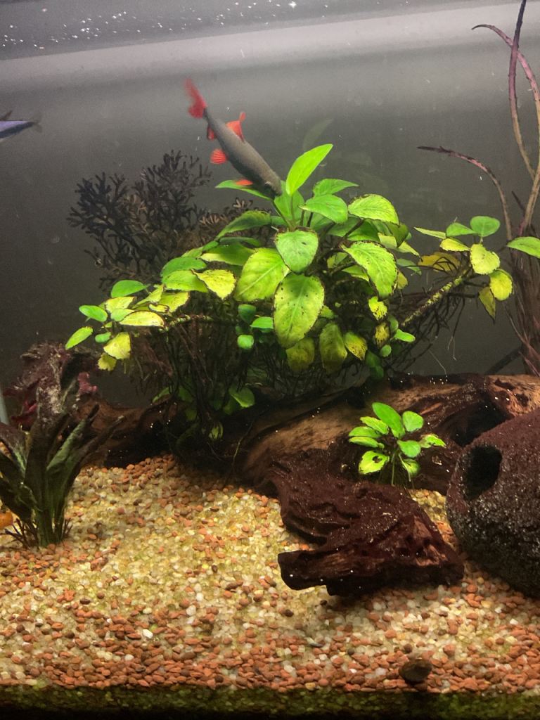 Rainbow Shark