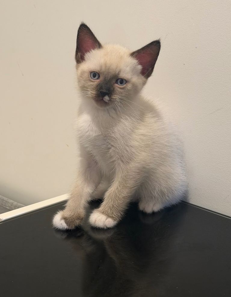 Beautiful Siamese x British Shorthair Kitten – Blue Eyes