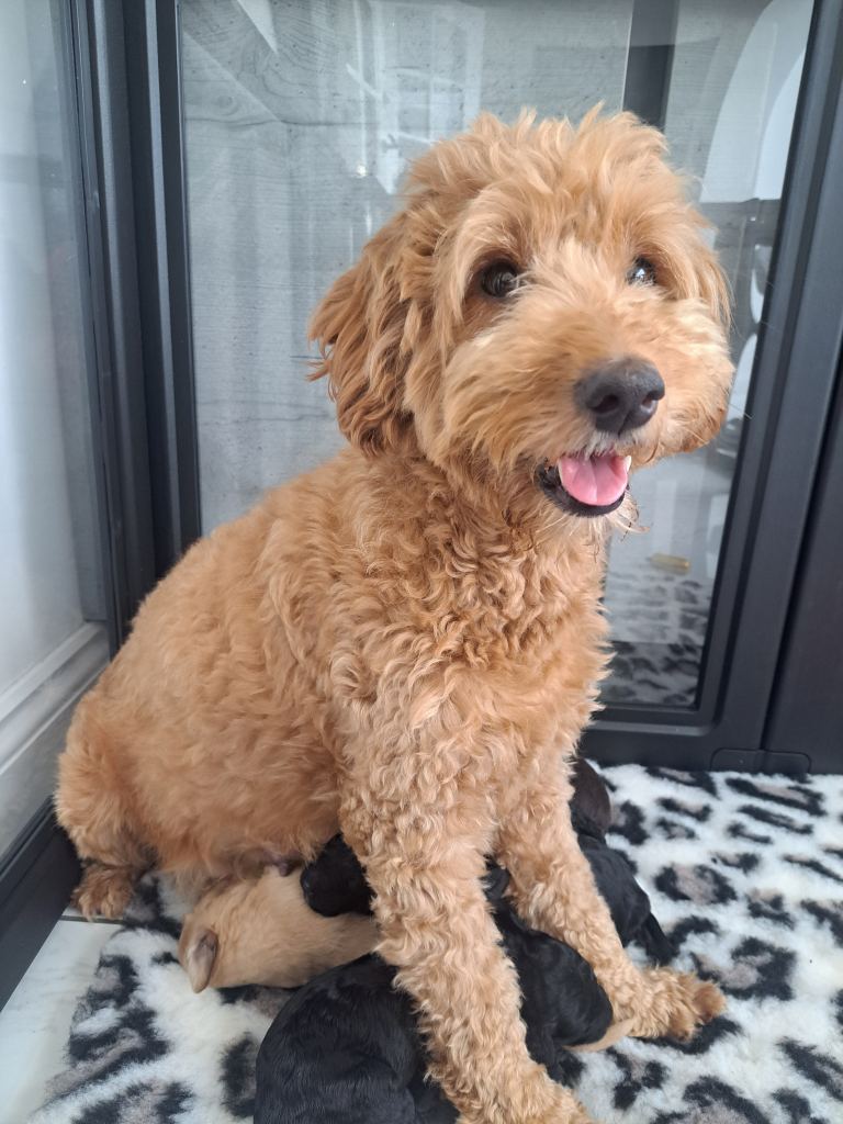 Teddy bear Goldendoodles