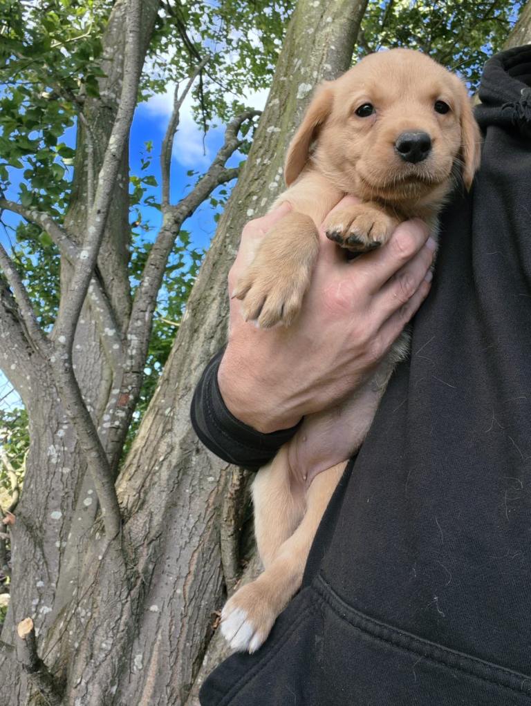 KC Labrador pups 