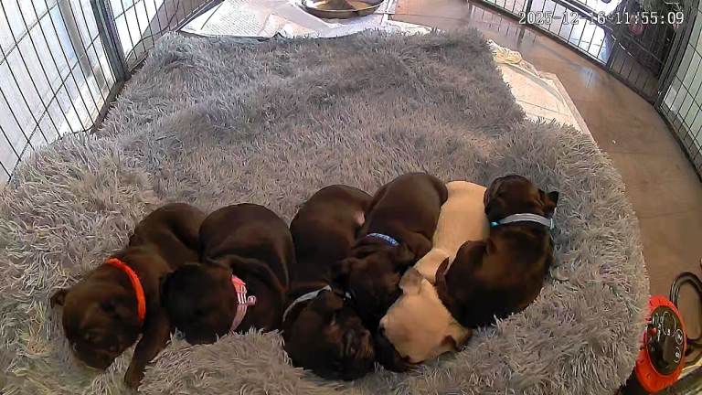 Puppys for sale 2 left out of litter of 6