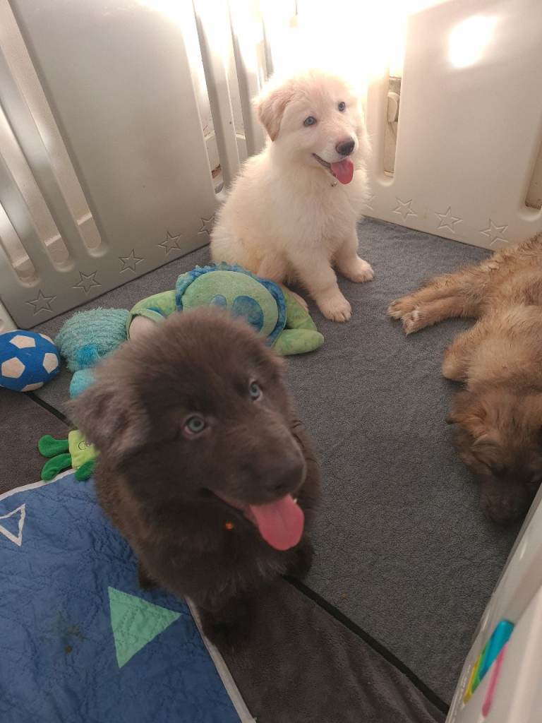 **RARE BLUE EYED BLUE/WHITE/ISABELLA GERMAN SHEPHERD PUPPIES FOR SALE**