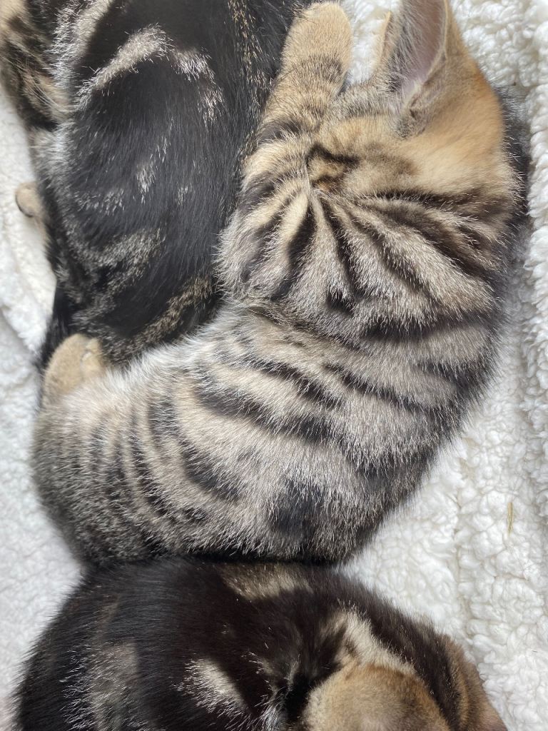 Bengal kittens ready for a 🏡