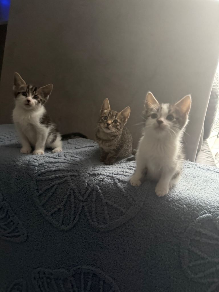 3 Kittens for sale 