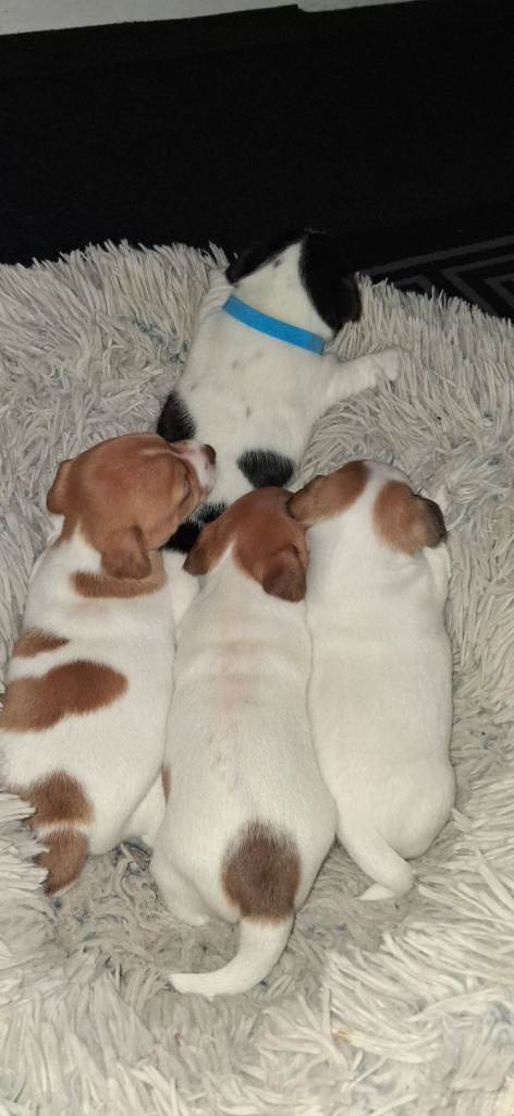 Jackrussell