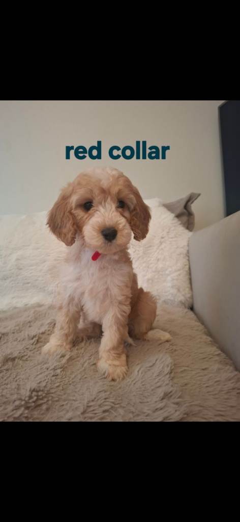 Beautiful F1 Cockapoo Ready to go Now!Puppies 