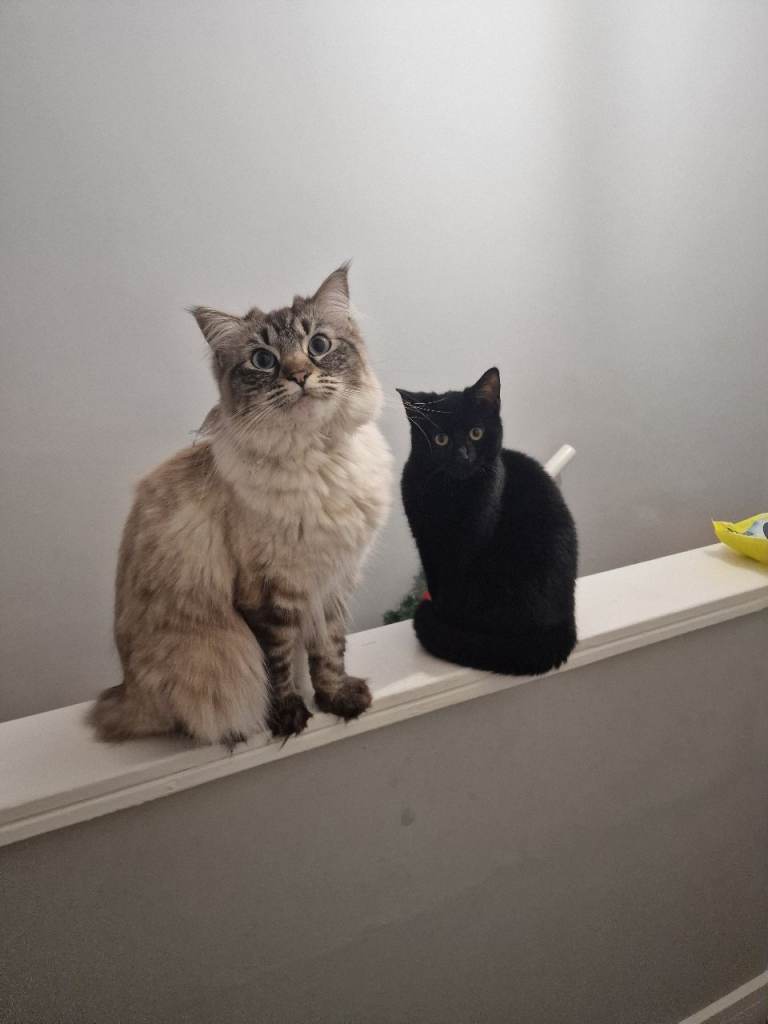 Missy & Mono looking for new home (Ragdoll and Black Shorthair)