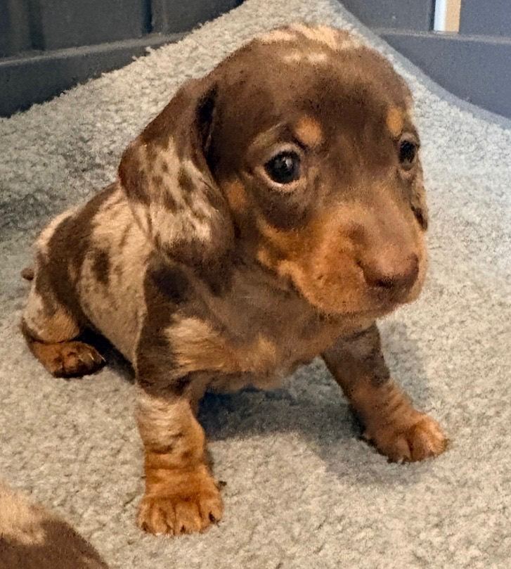Outstanding chocolate and cream miniature dachshund puppies 